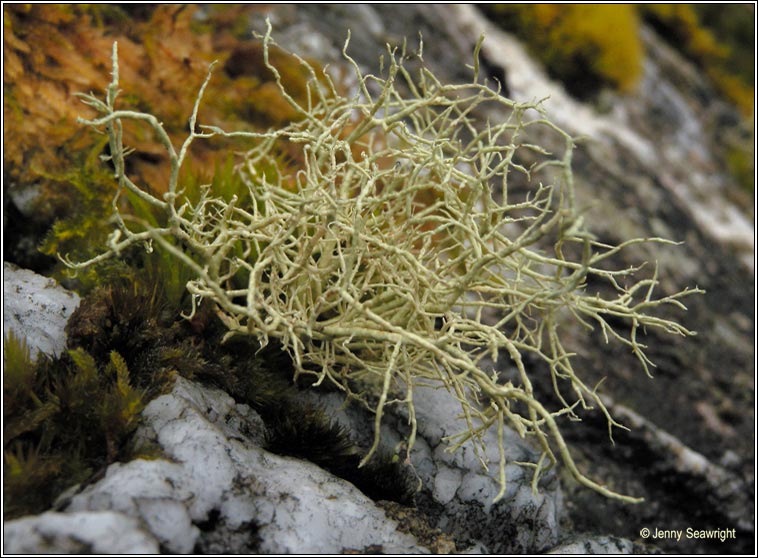 Usnea flammea