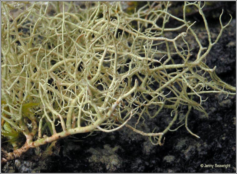 Usnea flammea