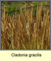 Cladonia gracilis