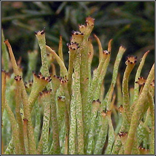 Cladonia gracilis