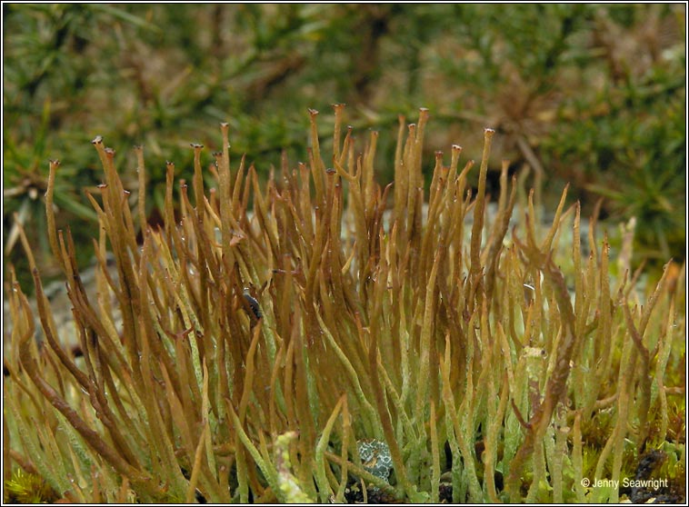 Cladonia gracilis