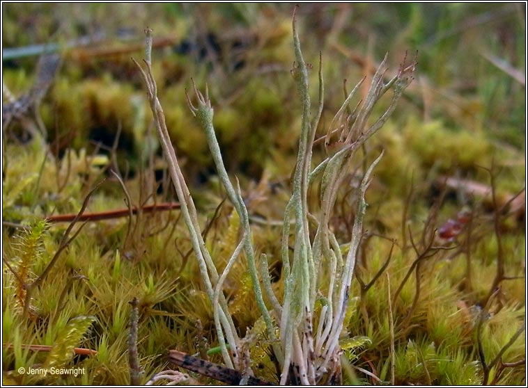 Cladonia gracilis