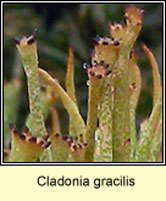 Cladonia gracilis