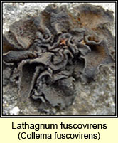 Lathagrium fuscovirens, Collema fuscovirens