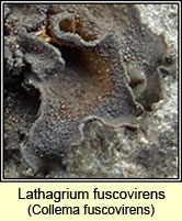 Lathagrium fuscovirens, Collema fuscovirens