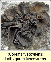 Collema fuscovirens