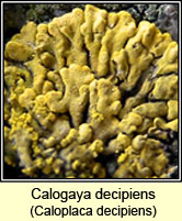 Caloplaca decipiens