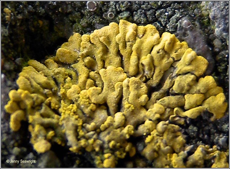 Caloplaca decipiens