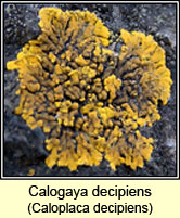 Calogaya decipiens,Caloplaca decipiens