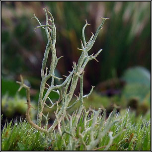 Cladonia furcata