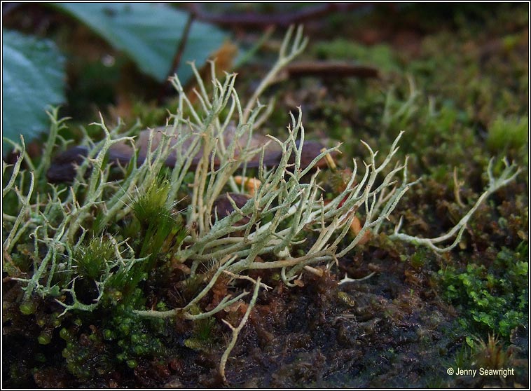 Cladonia furcata