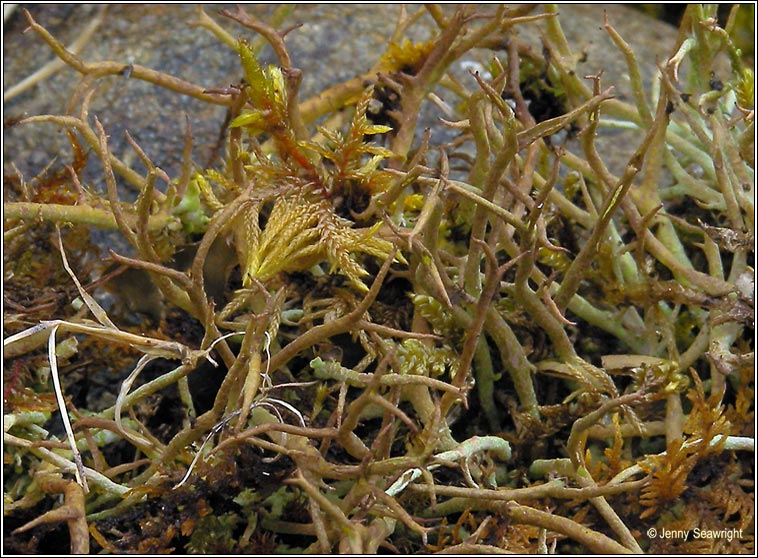 Cladonia furcata