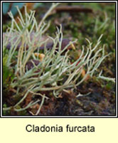 Cladonia furcata