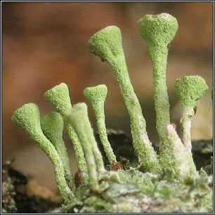 Cladonia fimbriata