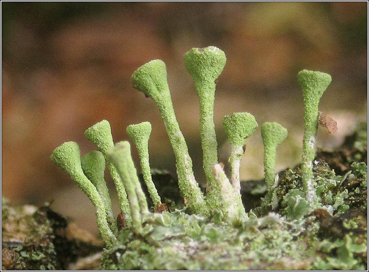 Cladonia fimbriata