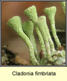 Cladonia fimbriata