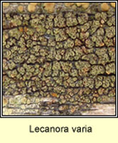 Lecanora varia