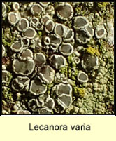 Lecanora varia