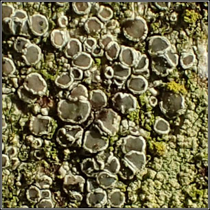 Lecanora varia