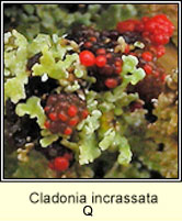 Cladonia foliacea