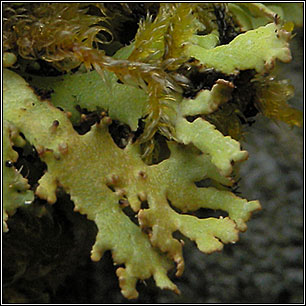 Cladonia angustiloba