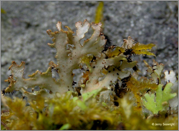 Cladonia angustiloba