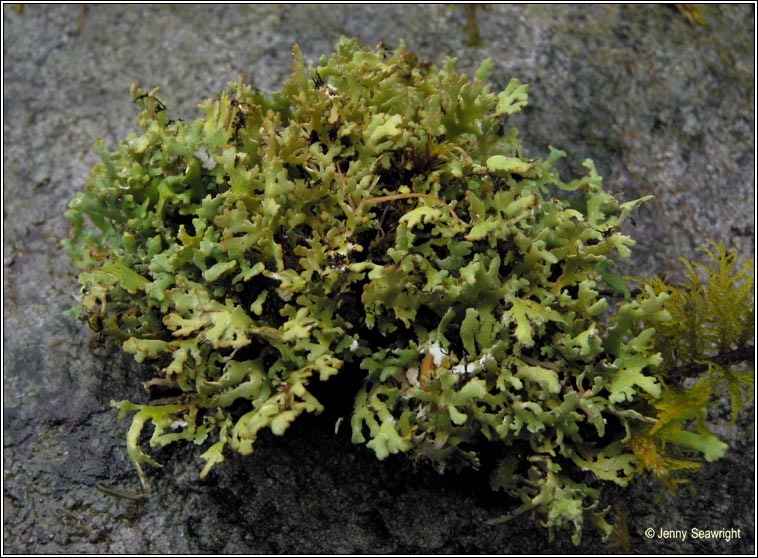 Cladonia angustiloba