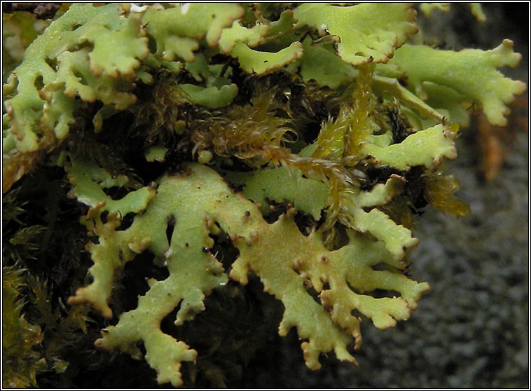 Cladonia angustiloba