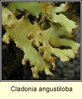 Cladonia angustiloba