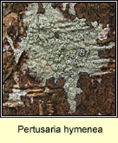 Pertusaria hymenea