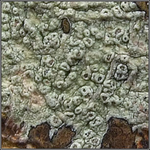 Pertusaria hymenea