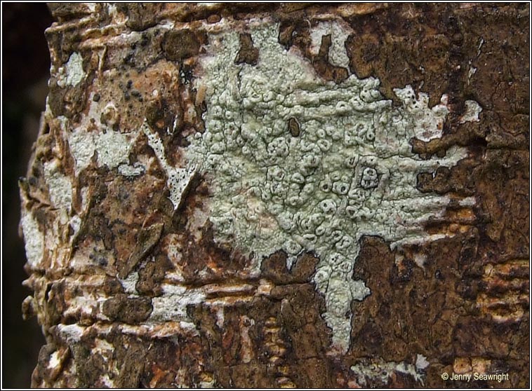 Pertusaria hymenea