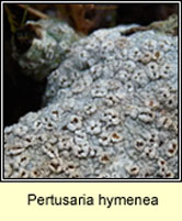 Pertusaria hymenea