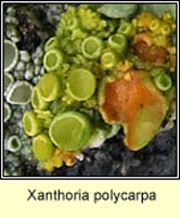 Xanthoria polycarpa