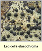 Lecidella elaeochroma