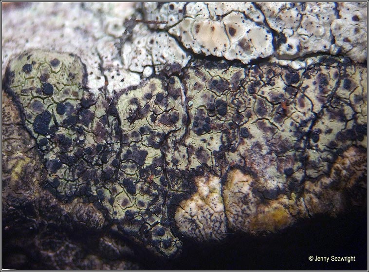 Lecidella elaeochroma
