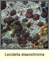 Lecidella elaeochroma