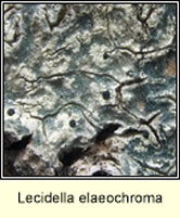 Lecidella elaeochroma