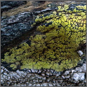 Rhizocarpon