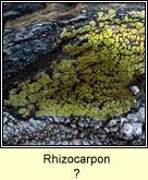 Rhizocarpon