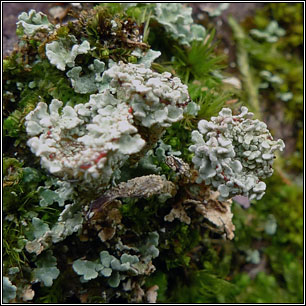 Cladonia