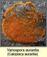 Variospora aurantia, Caloplaca aurantia