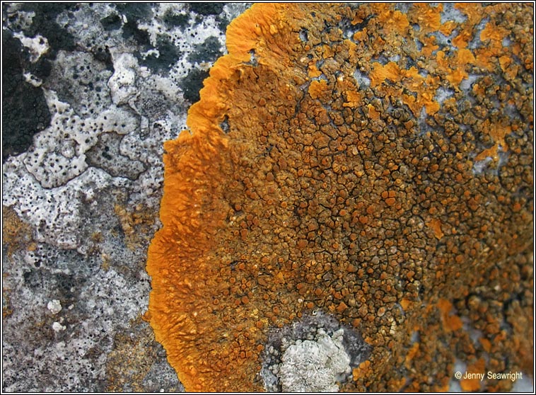 Caloplaca aurantia