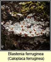 Caloplaca ferruginea