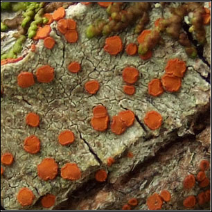 Caloplaca ferruginea