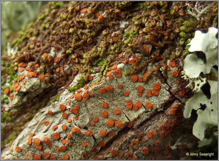 Blastenia lauri, Caloplaca ferruginea