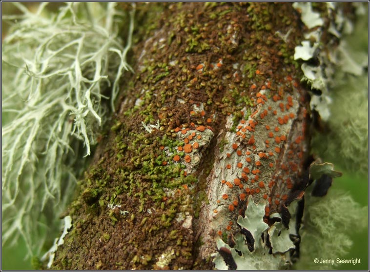 Blastenia lauri, Caloplaca ferruginea