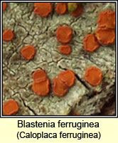 Blastenia ferruginea, Caloplaca ferruginea