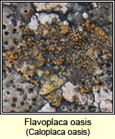 Caloplaca oasis