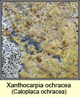 Xanthocarpia ochracea, Caloplaca ochracea